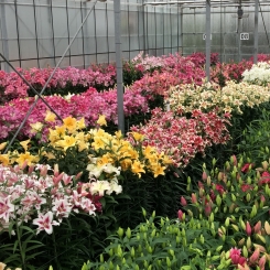 Lily cultivation keeps innovating