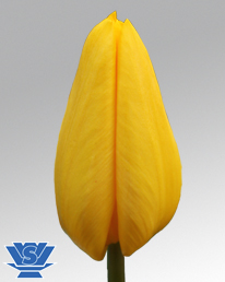 Yellow Master