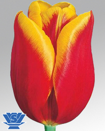 Kees Nelis