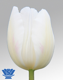White Flight