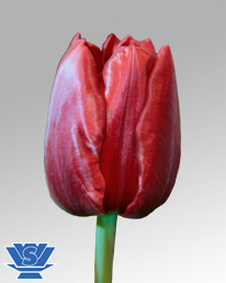 Voice of Holland ®