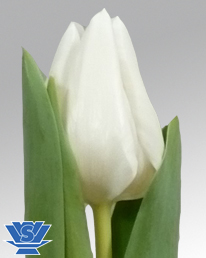 Beauty of White