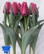 Soorten tulpen