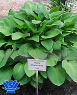 Hyacinthina
