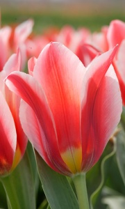 Tulipanes