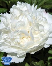 White Sarah Bernhardt