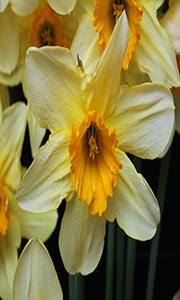 Narcis