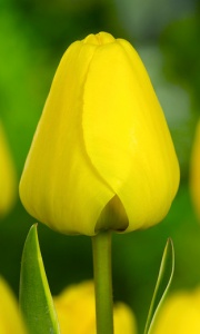 Tulipanes