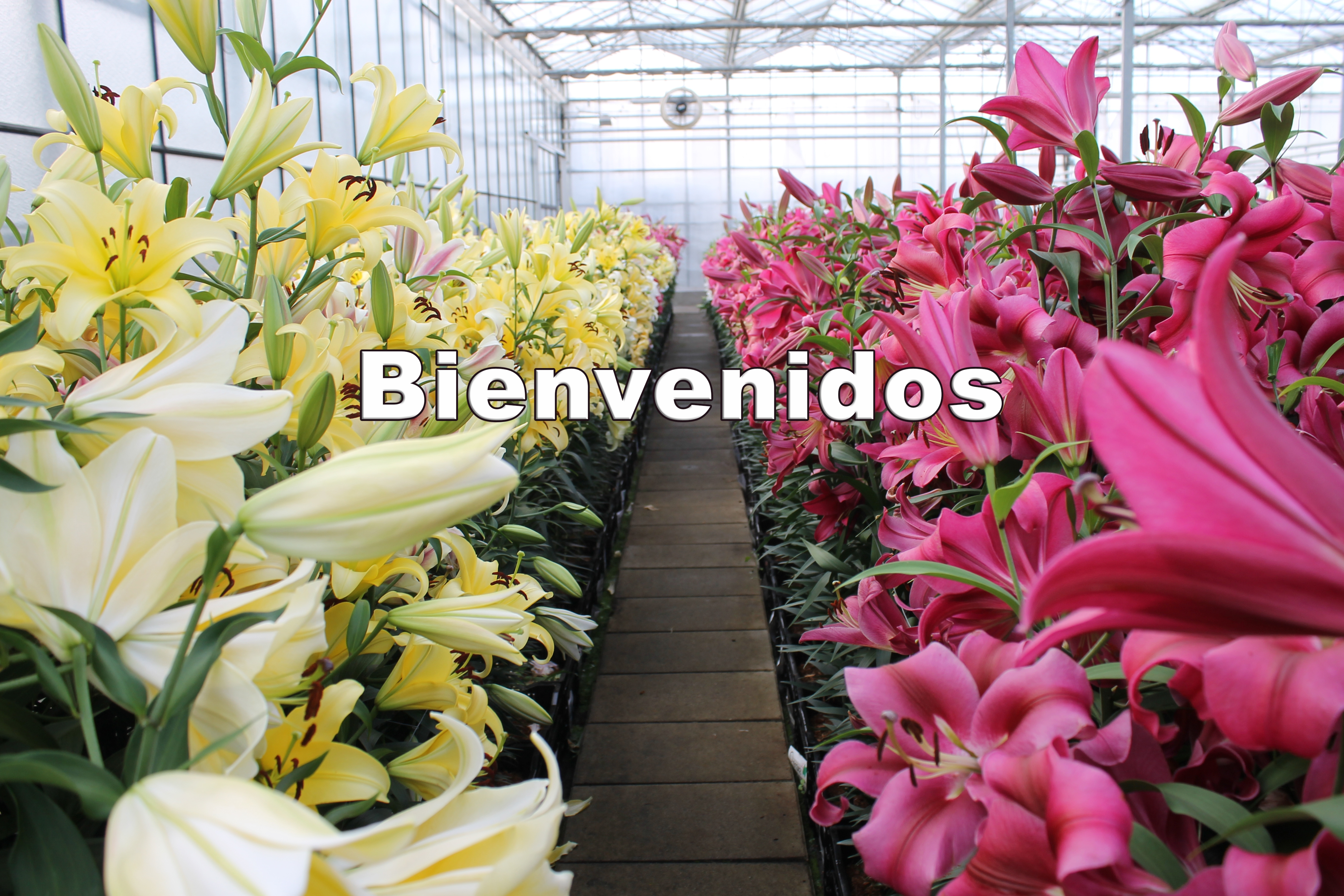 Bulbo de flor comerciante de Holanda】 Export - Import of Flower bulbs more !