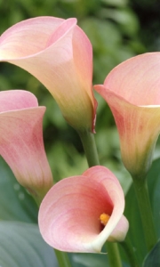 Calla