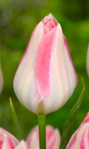 Tulipanes