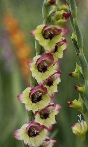 Gladiolus