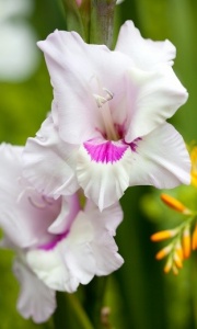 Gladiolus