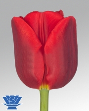 Red Westfrisian ®