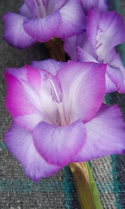 Gladiolus