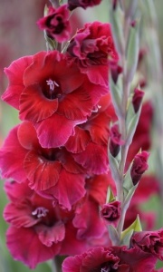 Gladiolus