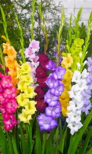 Gladiolus