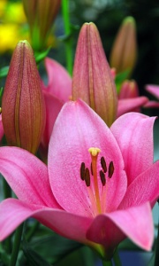 Lilium / Lily