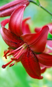 Lilium / Lily