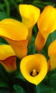 Calla