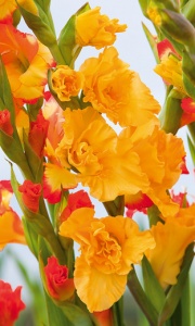 Gladiolus