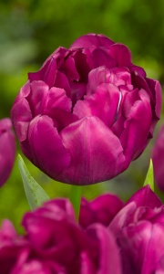 Tulipanes