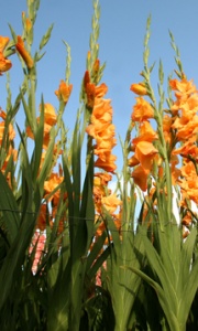 Gladiolus