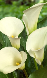 Calla