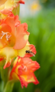 Gladiolus