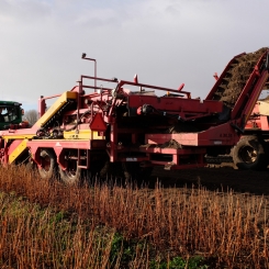 Wet conditions harvest crop