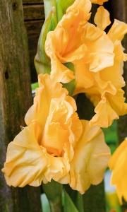 Gladiolus