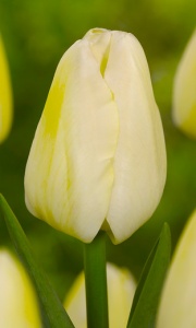 Tulipanes