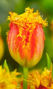 Tulp