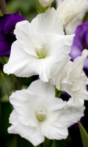 Gladiolus