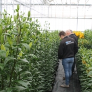 Vacature (Junior/Senior) Inkoper gladiolen en lelies