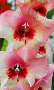 Gladiolus