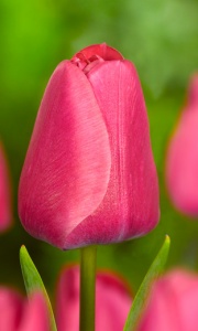 Tulipanes