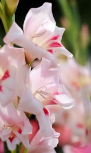 Gladiolus