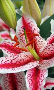 Lilium / Lily