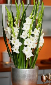 Gladiolus