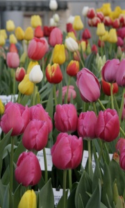 Tulipanes