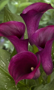 Calla