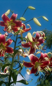 Lilium / Lily