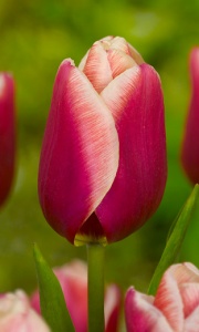 Tulipanes