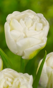 Tulipanes